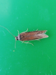 Blastobasis maroccanella