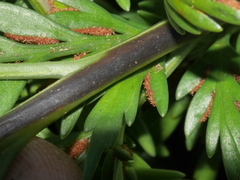 Asplenium appendiculatum maritimum