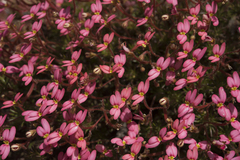 Stylidium recurvum