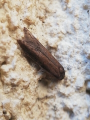 Blastobasis maroccanella
