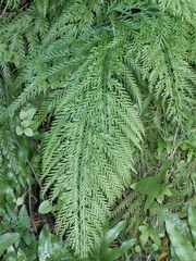 Asplenium appendiculatum maritimum