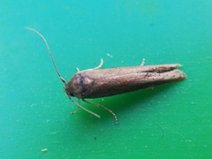 Blastobasis maroccanella