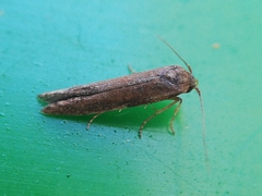 Blastobasis maroccanella