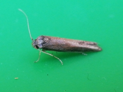 Blastobasis maroccanella