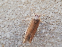 Blastobasis maroccanella