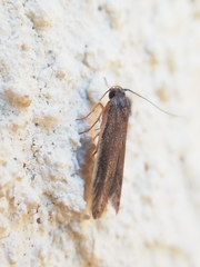 Blastobasis maroccanella