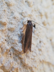 Blastobasis maroccanella