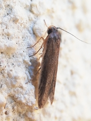 Blastobasis maroccanella