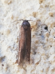 Blastobasis maroccanella