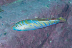 Suezichthys arquatus