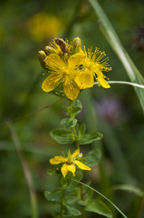 Hypericum maculatum maculatum