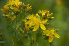 Hypericum maculatum maculatum