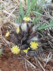 Launaea rarifolia
