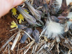 Launaea rarifolia
