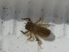 Anotogaster sieboldii