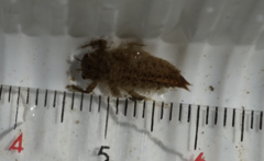 Anotogaster sieboldii