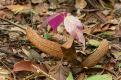 Dipterocarpus grandiflorus