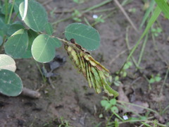 Grona heterocarpos