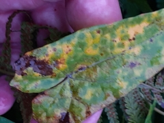 Puccinia convolvuli