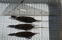 Laccotrephes japonensis