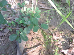 Grona heterocarpos