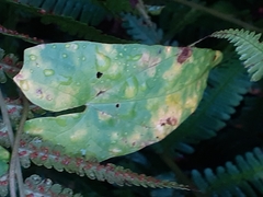 Puccinia convolvuli