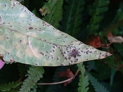 Puccinia convolvuli