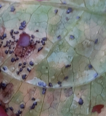 Puccinia convolvuli