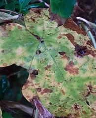 Puccinia convolvuli