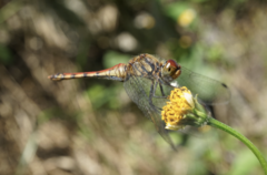 Sympetrum darwinianum