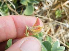 Crotalaria lotoides