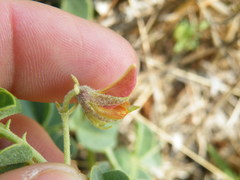 Crotalaria lotoides