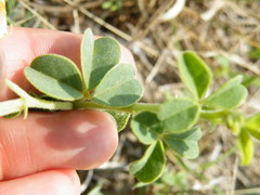 Crotalaria lotoides