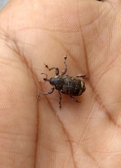 Marshallius guttatus