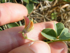 Crotalaria lotoides