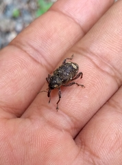 Marshallius guttatus