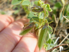 Crotalaria lotoides