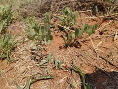 Searsia magalismontana magalismontana