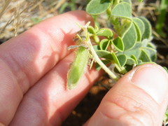 Crotalaria lotoides
