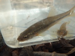 Rhynchocypris steindachneri