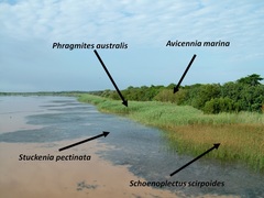 Schoenoplectus scirpoides