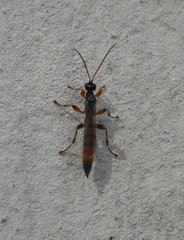 Hymenoptera