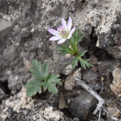 Anemone tuberosa