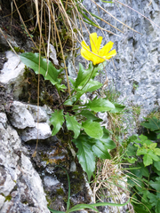 Hieracium humile