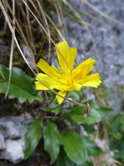 Hieracium humile