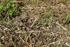 Sympetrum darwinianum