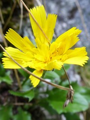 Hieracium humile