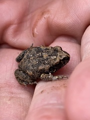 Uperoleia laevigata