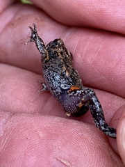 Uperoleia laevigata