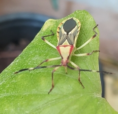 Omanocoris versicolor